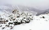 SNOWFALL RAISES FEARS OF LIVESTOCK LOSSES IN QACHA’S NEK