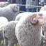 WOOL, MOHAIR EXPORTED TO PORT ELIZABETH FREE FROM FMD – MOCHOBOROANE